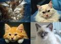 Katzenkoepfe